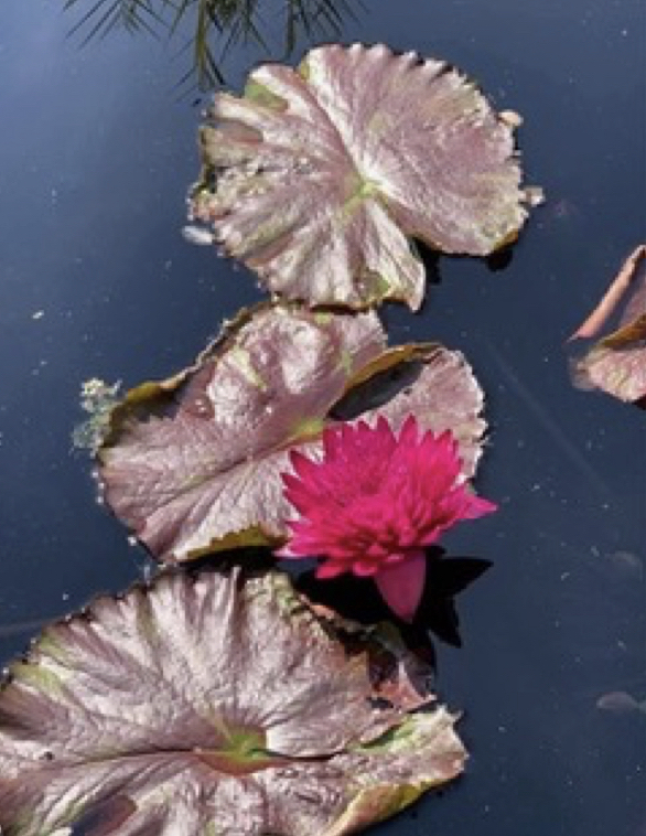 Water Lillies